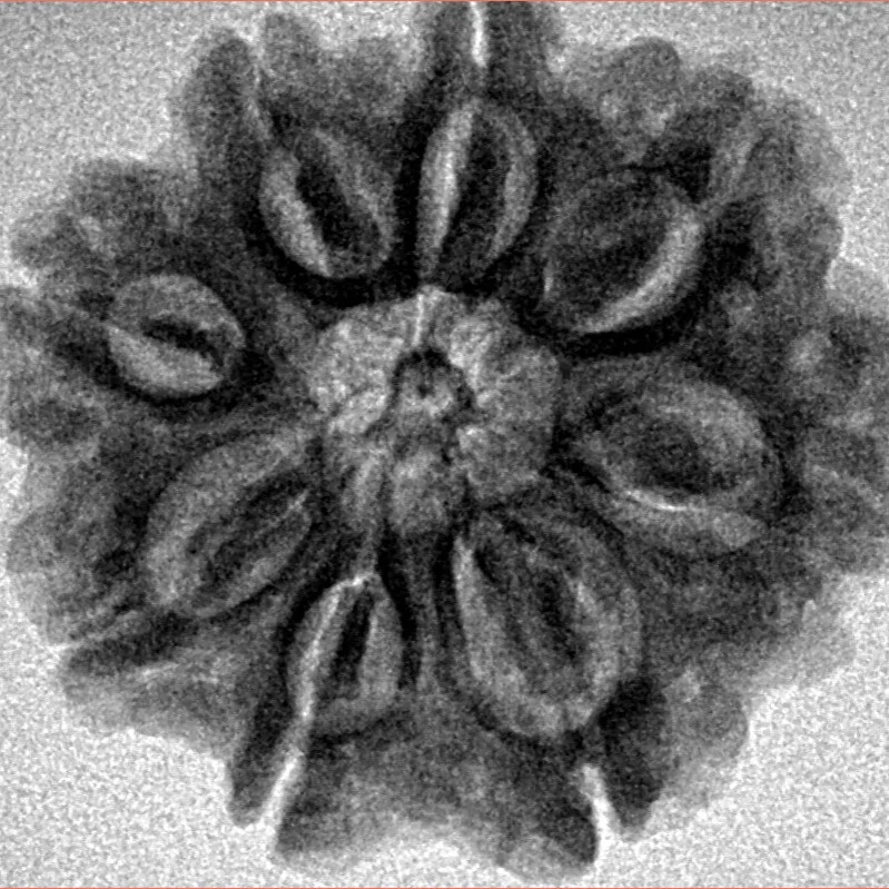 8 Mukhi Rudraksha 26.3mm 5.61gm - Inverse xray