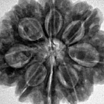 8 Mukhi Rudraksha 28.5mm 6.88gm - Inverse xray