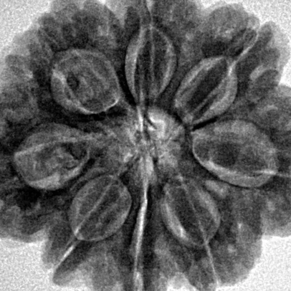 8 Mukhi Rudraksha 28.5mm 6.88gm - Inverse xray