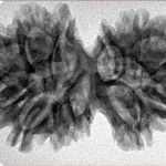 13 MK Gaurishankar 35.6mm 5.58gm - Inverse xray