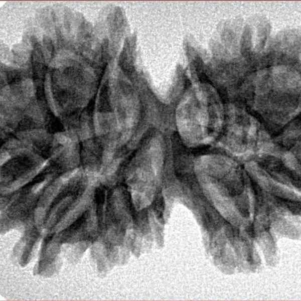 13 MK Gaurishankar 35.6mm 5.58gm - Inverse xray