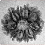 10 Mukhi Rudraksha 24.4mm 3gm - Inverse xray
