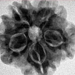 1MK(Underdeveloped) 22.2mm 3.6gm - Inverse xray