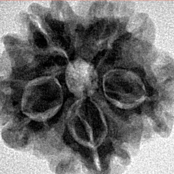 1MK(Underdeveloped) 22.2mm 3.6gm - Inverse xray