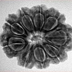 9 Mukhi Rudraksha 26.5mm 5gm - Inverse xray