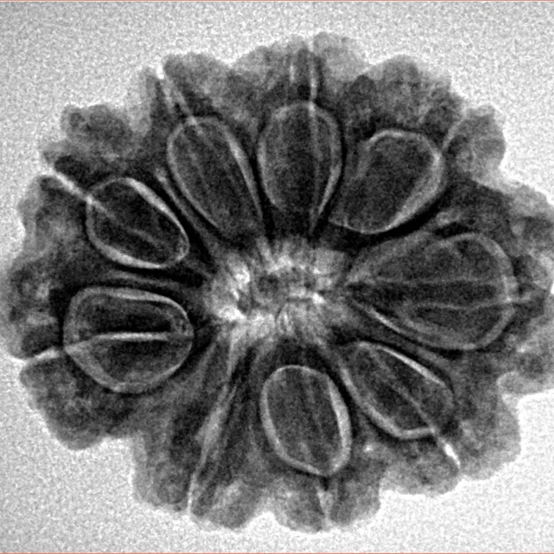 9 Mukhi Rudraksha 26.5mm 5gm - Inverse xray