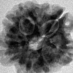 1MK(Underdeveloped) 20.6mm 3.18gm - Inverse xray