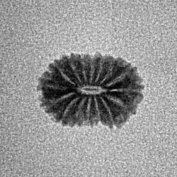 16 Mukhi Rudraksha 12.8mm 0.39gm - Inverse xray