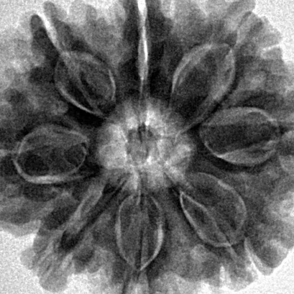 8 Mukhi Rudraksha 28.7mm 6.7gm - Inverse xray