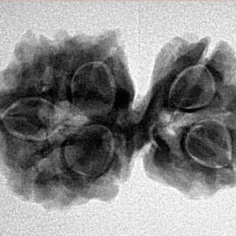 7 MK Gaurishankar 27.9mm 4gm - Inverse xray