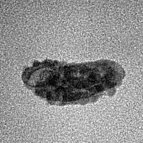 1 Mukhi Rudraksha 14.2mm 0.32gm - Inverse xray