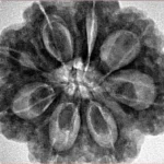 8 Mukhi Rudraksha 28.8mm 7.51gm - Inverse xray