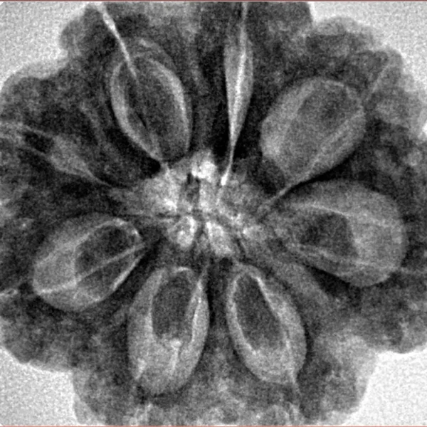 8 Mukhi Rudraksha 28.8mm 7.51gm - Inverse xray