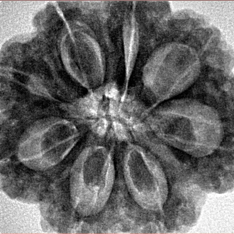 8 Mukhi Rudraksha 28.8mm 7.51gm - Inverse xray