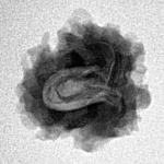 1 Mukhi Rudraksha 18.8mm 1.75gm - Inverse xray