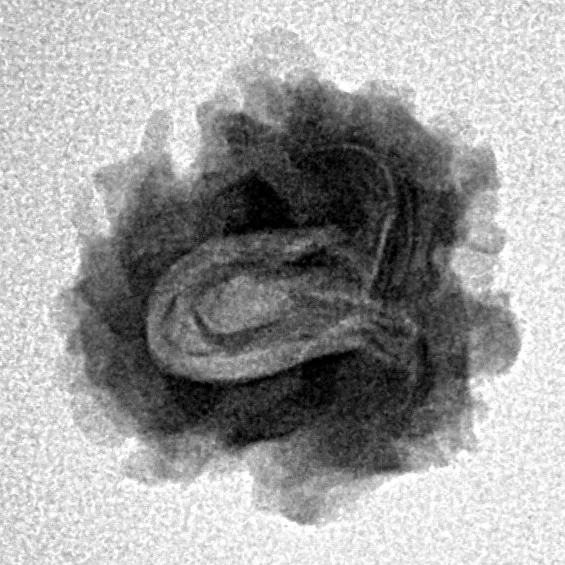 1 Mukhi Rudraksha 18.8mm 1.75gm - Inverse xray