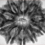 10 Mukhi Rudraksha 31.1mm 6.2gm - Inverse xray