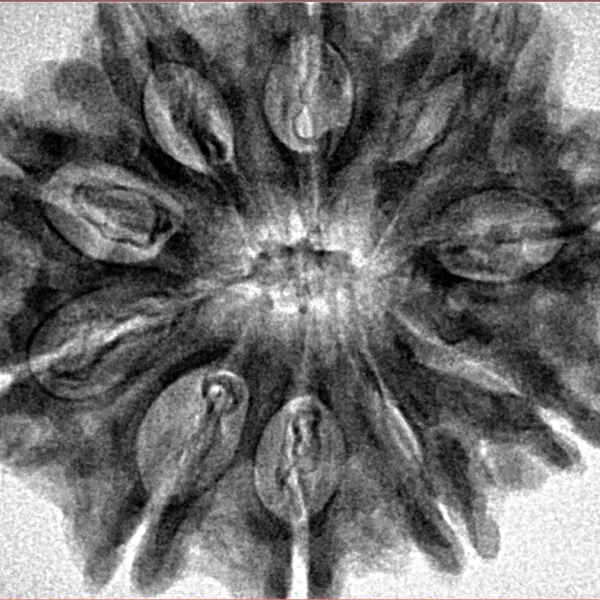 10 Mukhi Rudraksha 31.1mm 6.2gm - Inverse xray