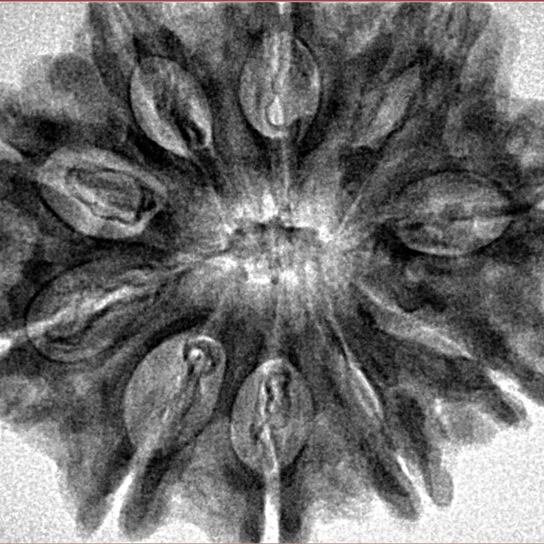 10 Mukhi Rudraksha 31.1mm 6.2gm - Inverse xray