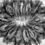 13 Mukhi Rudraksha 33.7mm 7.4gm - Inverse xray