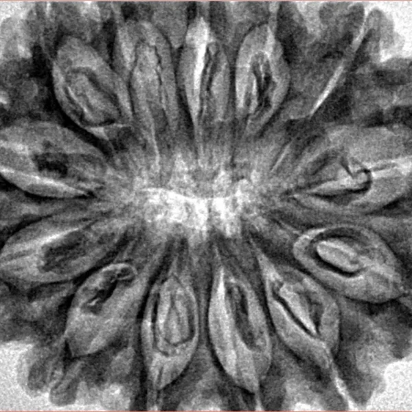 13 Mukhi Rudraksha 33.7mm 7.4gm - Inverse xray