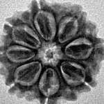8 Mukhi Rudraksha 20.6mm 2.56gm - Inverse xray