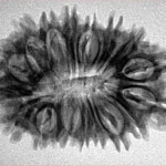 18 Mukhi Rudraksha 30mm 4.22gm - Inverse xray