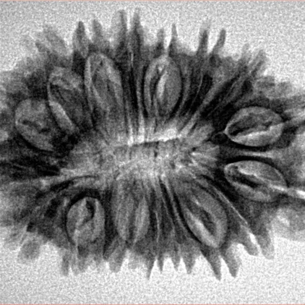 18 Mukhi Rudraksha 30mm 4.22gm - Inverse xray