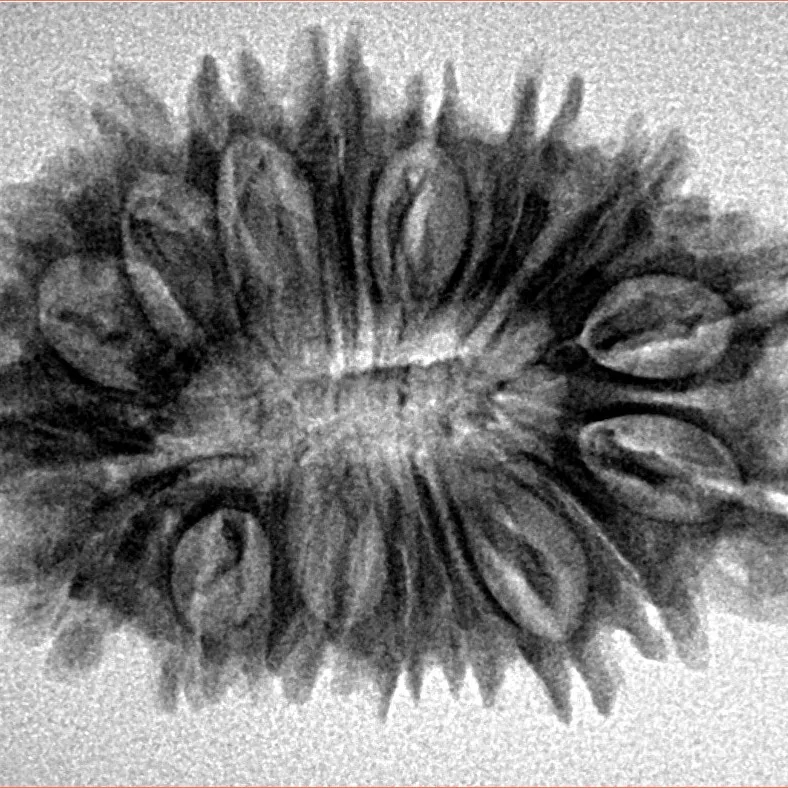 18 Mukhi Rudraksha 30mm 4.22gm - Inverse xray