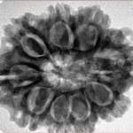 9 Mukhi Rudraksha 29.3mm 5.86gm - Inverse xray