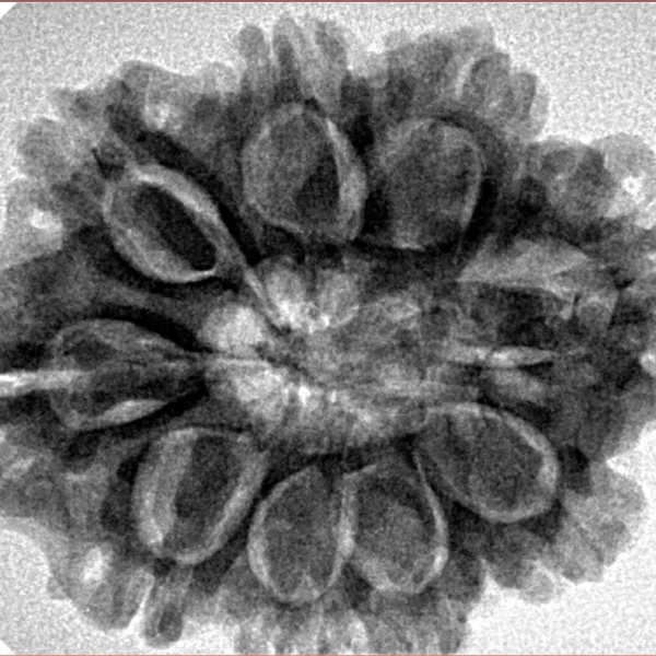 9 Mukhi Rudraksha 29.3mm 5.86gm - Inverse xray