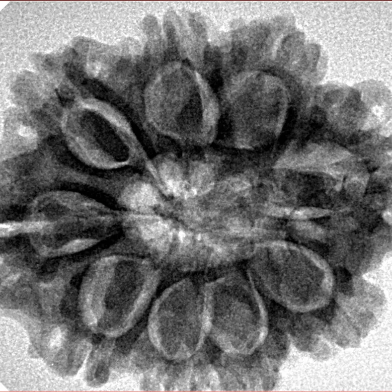 9 Mukhi Rudraksha 29.3mm 5.86gm - Inverse xray
