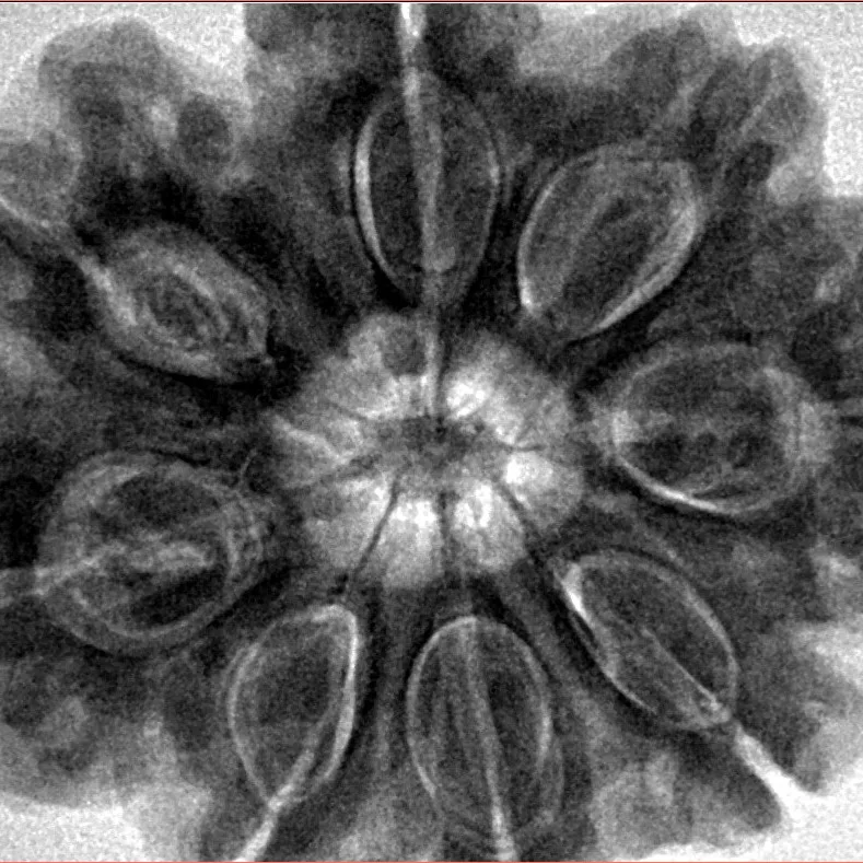 8 Mukhi Rudraksha 31.9mm 10.34gm - Inverse xray