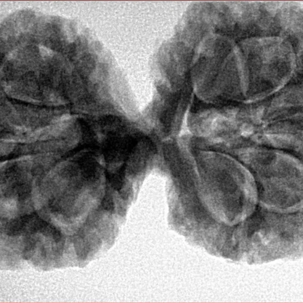 11 MK Gaurishankar 38mm 7.58gm - Inverse xray