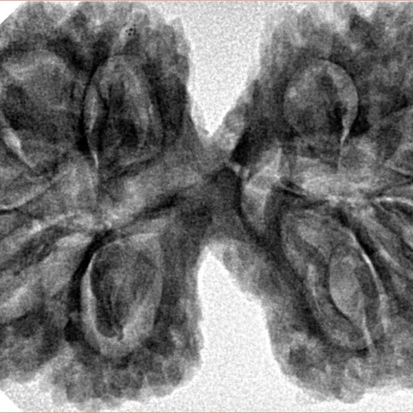 10 Mk Gaurishankar 40.4mm 8.99gm - Inverse xray