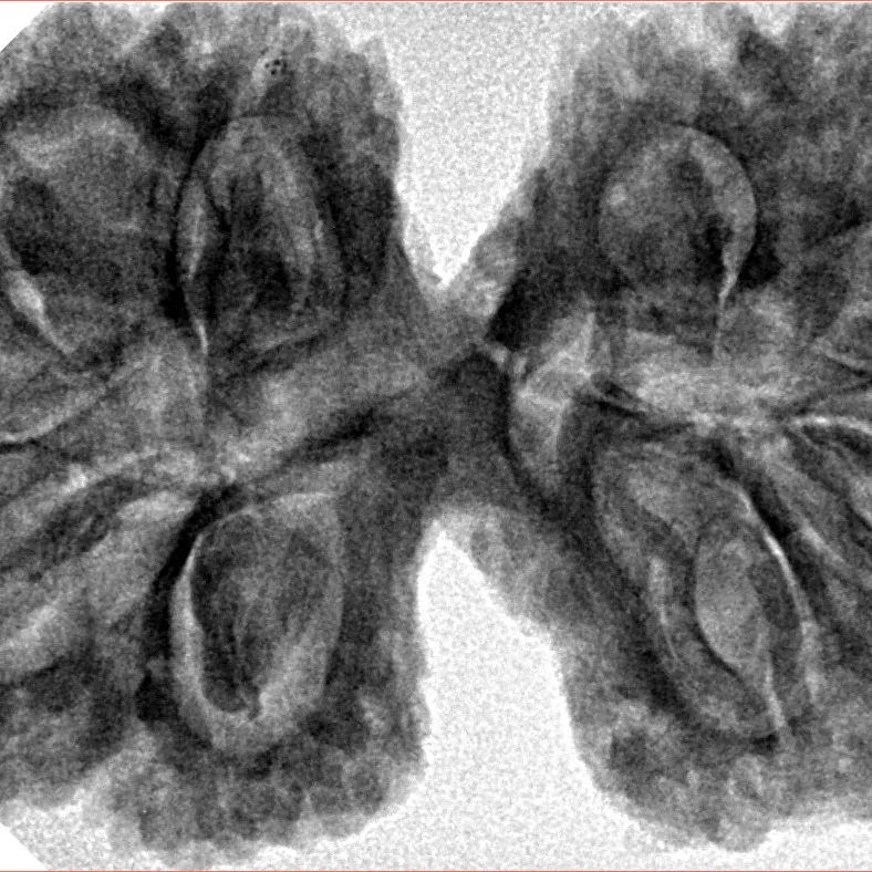 10 Mk Gaurishankar 40.4mm 8.99gm - Inverse xray