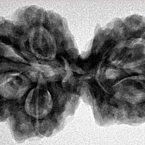 6 Mk Gaurishankar 32.6mm 6.64gm - Inverse xray