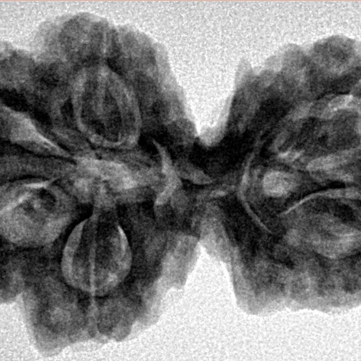 6 Mk Gaurishankar 32.6mm 6.64gm - Inverse xray