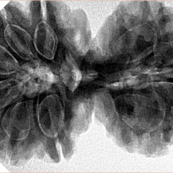 10 Mk Gaurishankar 40.1mm 9.72gm - Inverse xray