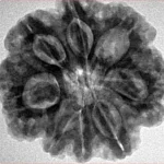 8 Mukhi Rudraksha 26.6mm 6.17gm - Inverse xray