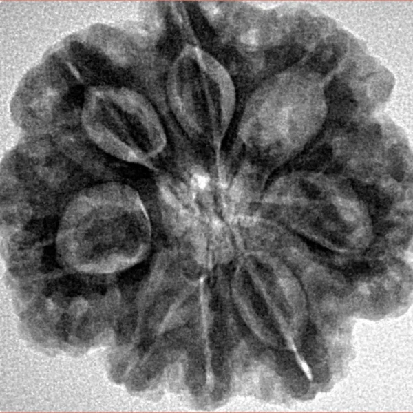 8 Mukhi Rudraksha 26.6mm 6.17gm - Inverse xray