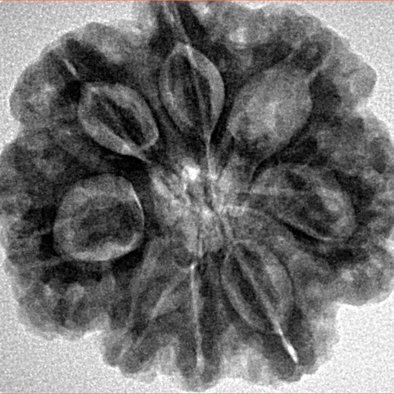 8 Mukhi Rudraksha 26.6mm 6.17gm - Inverse xray