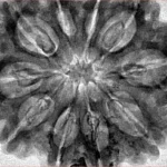 10 Mukhi Rudraksha 33.9mm 7.92gm - Inverse xray