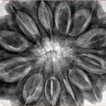 12 Mukhi Rudraksha 35.5mm 9.6gm - Origin: Nepal - Inverse xray