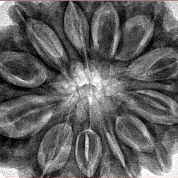 12 Mukhi Rudraksha 35.5mm 9.6gm - Origin: Nepal - Inverse xray