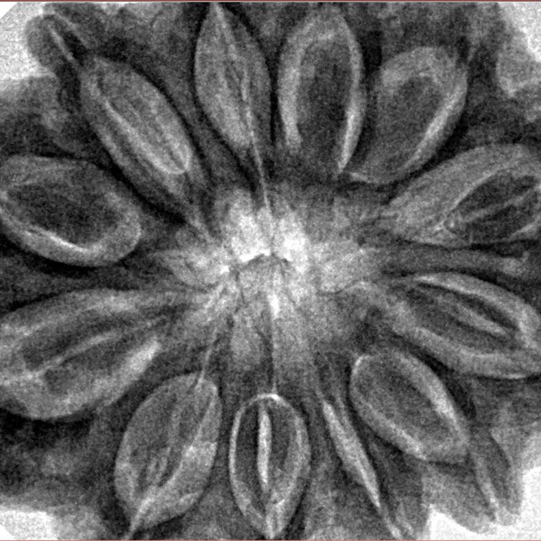 12 Mukhi Rudraksha 35.5mm 9.6gm - Origin: Nepal - Inverse xray