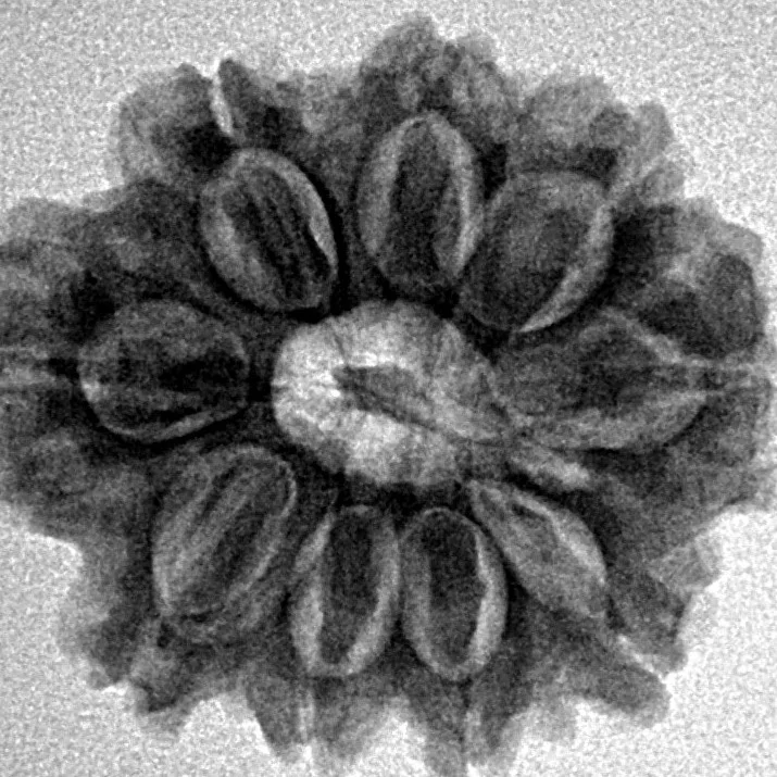 9 Mukhi Rudraksha 24mm 4.07gm - Inverse xray