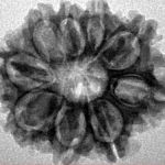 9 Mukhi Rudraksha 24.5mm 3.5gm - Inverse xray