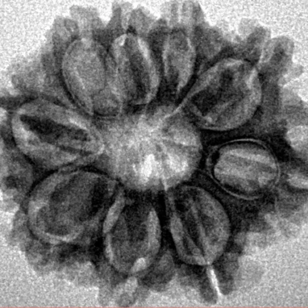 9 Mukhi Rudraksha 24.5mm 3.5gm - Inverse xray