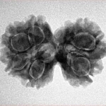 7 MK Gaurishankar 25.7mm 3.68gm - Inverse xray